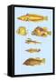 Rarest Curiosities of the Fish of the Indies-Louis Renard-Framed Stretched Canvas