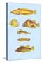 Rarest Curiosities of the Fish of the Indies-Louis Renard-Stretched Canvas