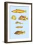 Rarest Curiosities of the Fish of the Indies-Louis Renard-Framed Art Print