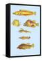 Rarest Curiosities of the Fish of the Indies-Louis Renard-Framed Stretched Canvas