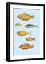 Rarest Curiosities of the Fish of the Indies-Louis Renard-Framed Art Print