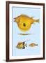 Rarest Curiosities of the Fish of the Indies-Louis Renard-Framed Art Print