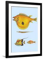 Rarest Curiosities of the Fish of the Indies-Louis Renard-Framed Art Print