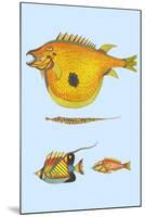 Rarest Curiosities of the Fish of the Indies-Louis Renard-Mounted Art Print