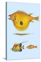 Rarest Curiosities of the Fish of the Indies-Louis Renard-Stretched Canvas