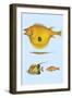 Rarest Curiosities of the Fish of the Indies-Louis Renard-Framed Art Print