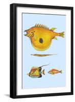 Rarest Curiosities of the Fish of the Indies-Louis Renard-Framed Art Print