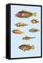 Rarest Curiosities of the Fish of the Indies-Louis Renard-Framed Stretched Canvas