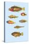 Rarest Curiosities of the Fish of the Indies-Louis Renard-Stretched Canvas