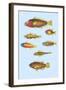 Rarest Curiosities of the Fish of the Indies-Louis Renard-Framed Art Print