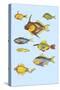 Rarest Curiosities of the Fish of the Indies-Louis Renard-Stretched Canvas