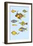 Rarest Curiosities of the Fish of the Indies-Louis Renard-Framed Art Print