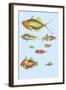 Rarest Curiosities of the Fish of the Indies-Louis Renard-Framed Art Print