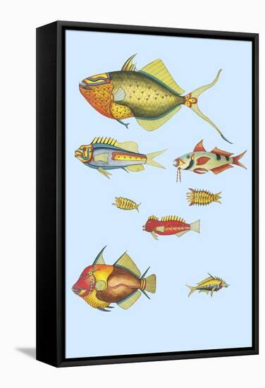 Rarest Curiosities of the Fish of the Indies-Louis Renard-Framed Stretched Canvas