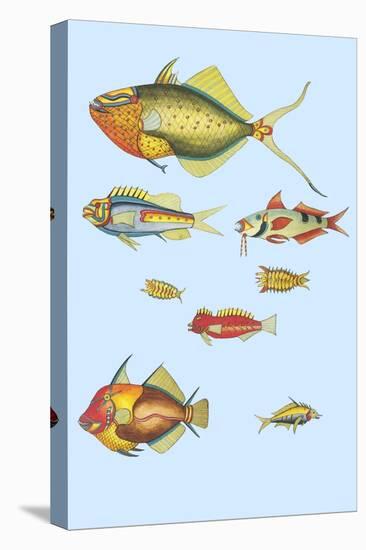Rarest Curiosities of the Fish of the Indies-Louis Renard-Stretched Canvas