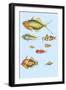 Rarest Curiosities of the Fish of the Indies-Louis Renard-Framed Art Print