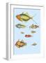 Rarest Curiosities of the Fish of the Indies-Louis Renard-Framed Art Print