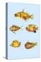 Rarest Curiosities of the Fish of the Indies-Louis Renard-Stretched Canvas