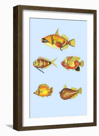 Rarest Curiosities of the Fish of the Indies-Louis Renard-Framed Art Print