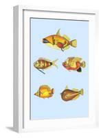 Rarest Curiosities of the Fish of the Indies-Louis Renard-Framed Art Print