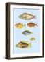 Rarest Curiosities of the Fish of the Indies-Louis Renard-Framed Art Print