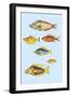 Rarest Curiosities of the Fish of the Indies-Louis Renard-Framed Art Print