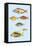 Rarest Curiosities of the Fish of the Indies-Louis Renard-Framed Stretched Canvas