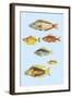 Rarest Curiosities of the Fish of the Indies-Louis Renard-Framed Art Print