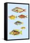 Rarest Curiosities of the Fish of the Indies-Louis Renard-Framed Stretched Canvas