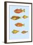 Rarest Curiosities of the Fish of the Indies-Louis Renard-Framed Art Print