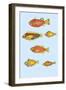 Rarest Curiosities of the Fish of the Indies-Louis Renard-Framed Art Print