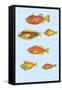 Rarest Curiosities of the Fish of the Indies-Louis Renard-Framed Stretched Canvas