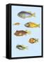 Rarest Curiosities of the Fish of the Indies-Louis Renard-Framed Stretched Canvas