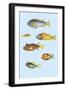 Rarest Curiosities of the Fish of the Indies-Louis Renard-Framed Art Print