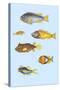 Rarest Curiosities of the Fish of the Indies-Louis Renard-Stretched Canvas