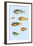 Rarest Curiosities of the Fish of the Indies-Louis Renard-Framed Art Print