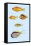 Rarest Curiosities of the Fish of the Indies-Louis Renard-Framed Stretched Canvas