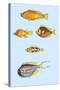 Rarest Curiosities of the Fish of the Indies-Louis Renard-Stretched Canvas