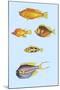 Rarest Curiosities of the Fish of the Indies-Louis Renard-Mounted Art Print