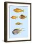 Rarest Curiosities of the Fish of the Indies-Louis Renard-Framed Art Print