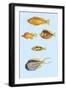 Rarest Curiosities of the Fish of the Indies-Louis Renard-Framed Art Print