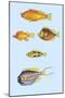 Rarest Curiosities of the Fish of the Indies-Louis Renard-Mounted Art Print