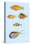 Rarest Curiosities of the Fish of the Indies-Louis Renard-Stretched Canvas