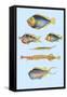 Rarest Curiosities of the Fish of the Indies-Louis Renard-Framed Stretched Canvas