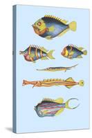 Rarest Curiosities of the Fish of the Indies-Louis Renard-Stretched Canvas