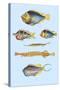 Rarest Curiosities of the Fish of the Indies-Louis Renard-Stretched Canvas