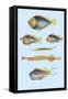 Rarest Curiosities of the Fish of the Indies-Louis Renard-Framed Stretched Canvas