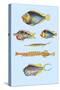 Rarest Curiosities of the Fish of the Indies-Louis Renard-Stretched Canvas