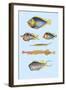 Rarest Curiosities of the Fish of the Indies-Louis Renard-Framed Art Print