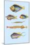 Rarest Curiosities of the Fish of the Indies-Louis Renard-Mounted Art Print